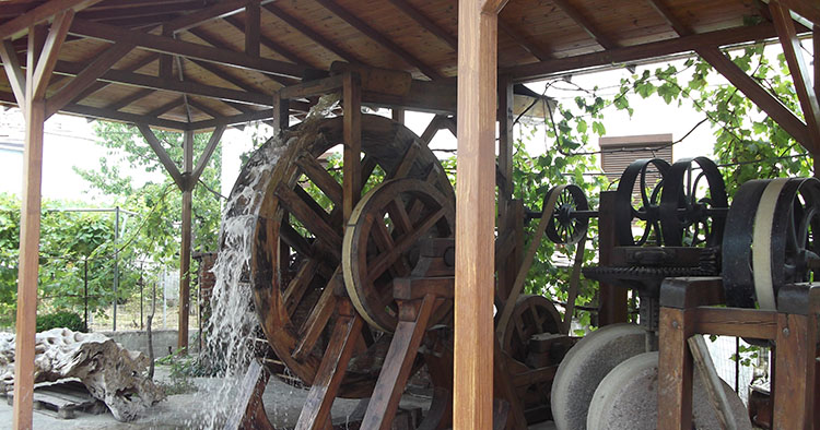 Proizvodnja maslina na Tasosu - ultra virgin masline