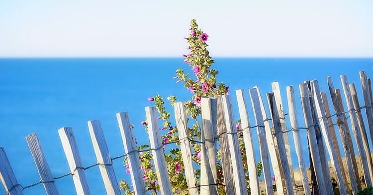ograđena biljka uz pogled na more