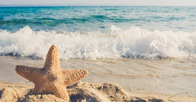 plaza-morska-zvezda-leto