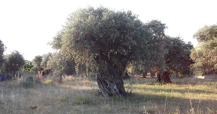 Maslinovo drvo - masline sa Tasosa