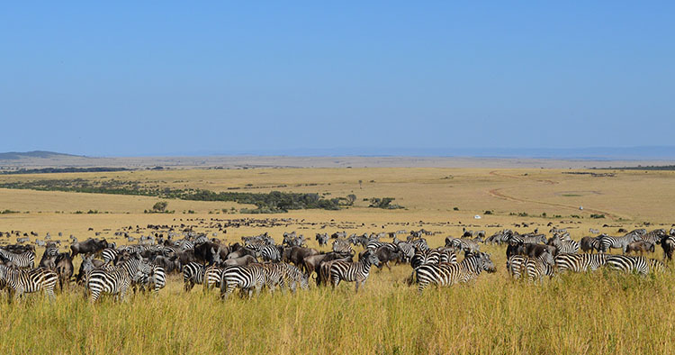 Masai rezervat Kenija zebre