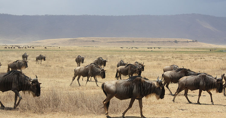 Ngorngoro krater Tanzanija Safari