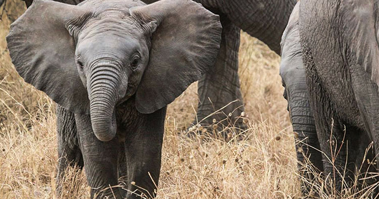 Tanzanija slovoni safari