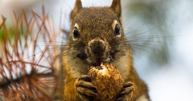 veverica